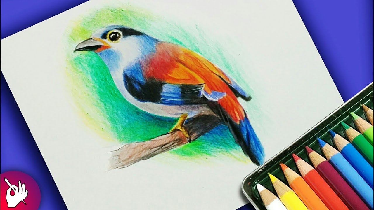 Png Bird Pictures - Colour Pencil Drawings Of Birds - Free Transparent PNG  Clipart Images Download