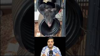 This Animal is Fearless! 🤯😮#shorts #facts #mindblown #science #animalfacts
