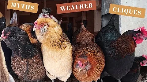 10 Things To Know BEFORE You Buy Backyard Chickens | Poultry Care For Beginners | Homesteading Tips