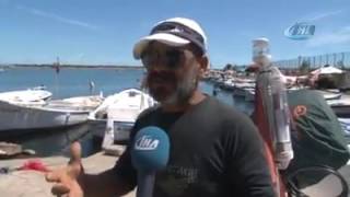 Samsunda Bir Aracın Ezdiği Yavru Kediye Balıkçılar Sahip Çıktı