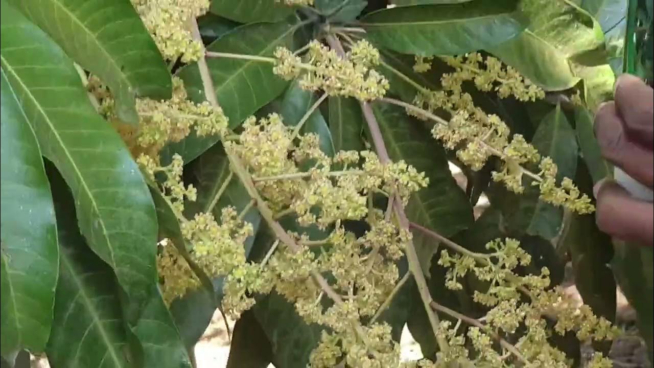 Flowering Fruit Setting Fruit Dropping in Mango YouTube