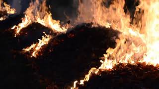 Burning Leaves