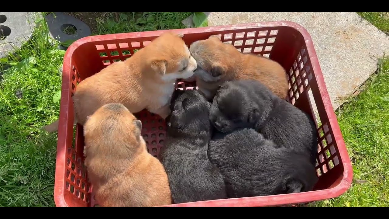 시골 동네 주택 강아지 성장 과정