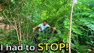 I Thought I Could Stop What Was Happening In This Yard  Then It Got Worse