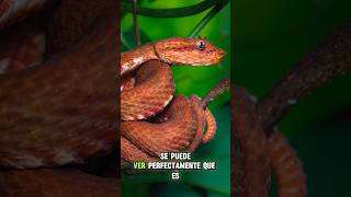 Fotografié una serpiente en un restaurante