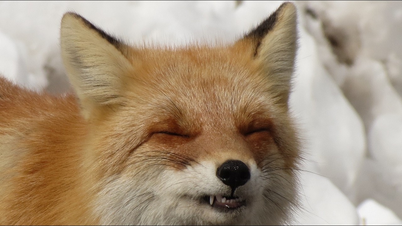 Rossini:Una voce poco fa,IL BARBIERE DI SIVIGLIA(in 1927).Amelita Galli-Curci