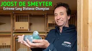 Cycling To Pigeon Racing Champion - Joost De Smeyter - Restiaen Combination - Extreme Long Distance