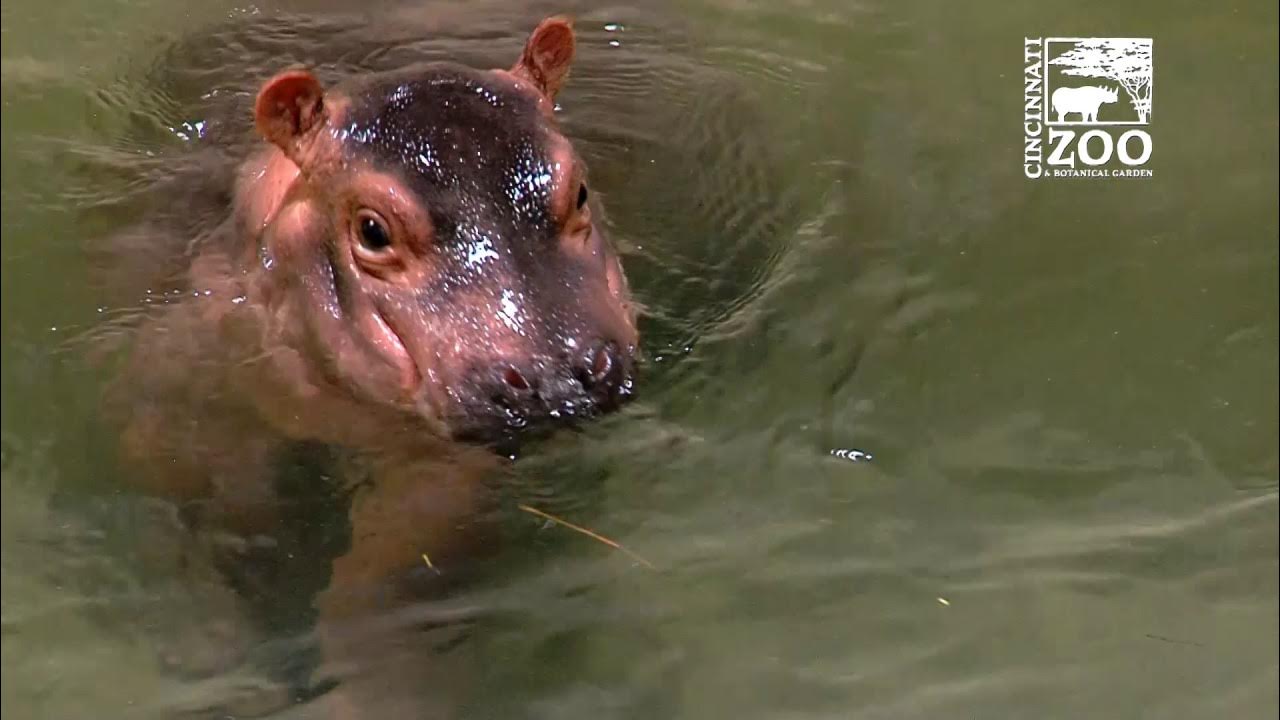Бегемот купается. Бегемот купается. Бегемот купается. Бегемот плавает. Бегемот для купания.