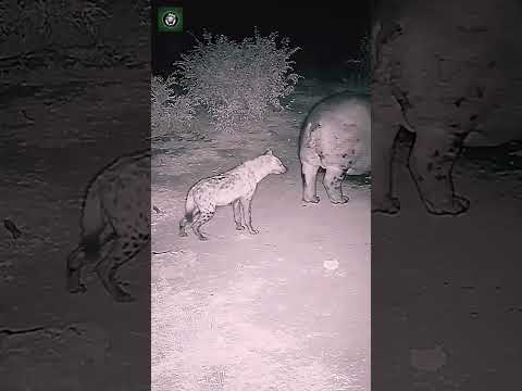 Hippo fart vs. hyena’s face