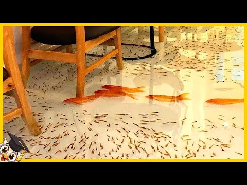 Vidéo: 10 Fourmis Les Plus étranges Du Monde - Vue Alternative