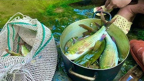 Cuộc sống rừng xanh • Tập 2 | Bữa tối trong rừng