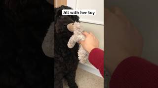 Jill with her toy, Lamey | #labradoodle #labradoodles #dog