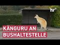 Apfelessendes Känguru gesichtet | maintower