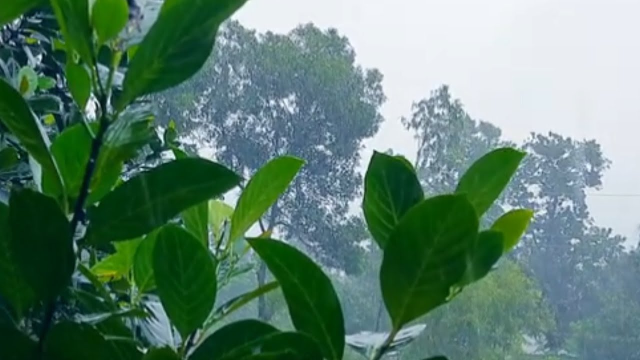 Rain Video, Rain Sound for Sleeping, Heavy Rain Sounds, 5 Minute Rain
