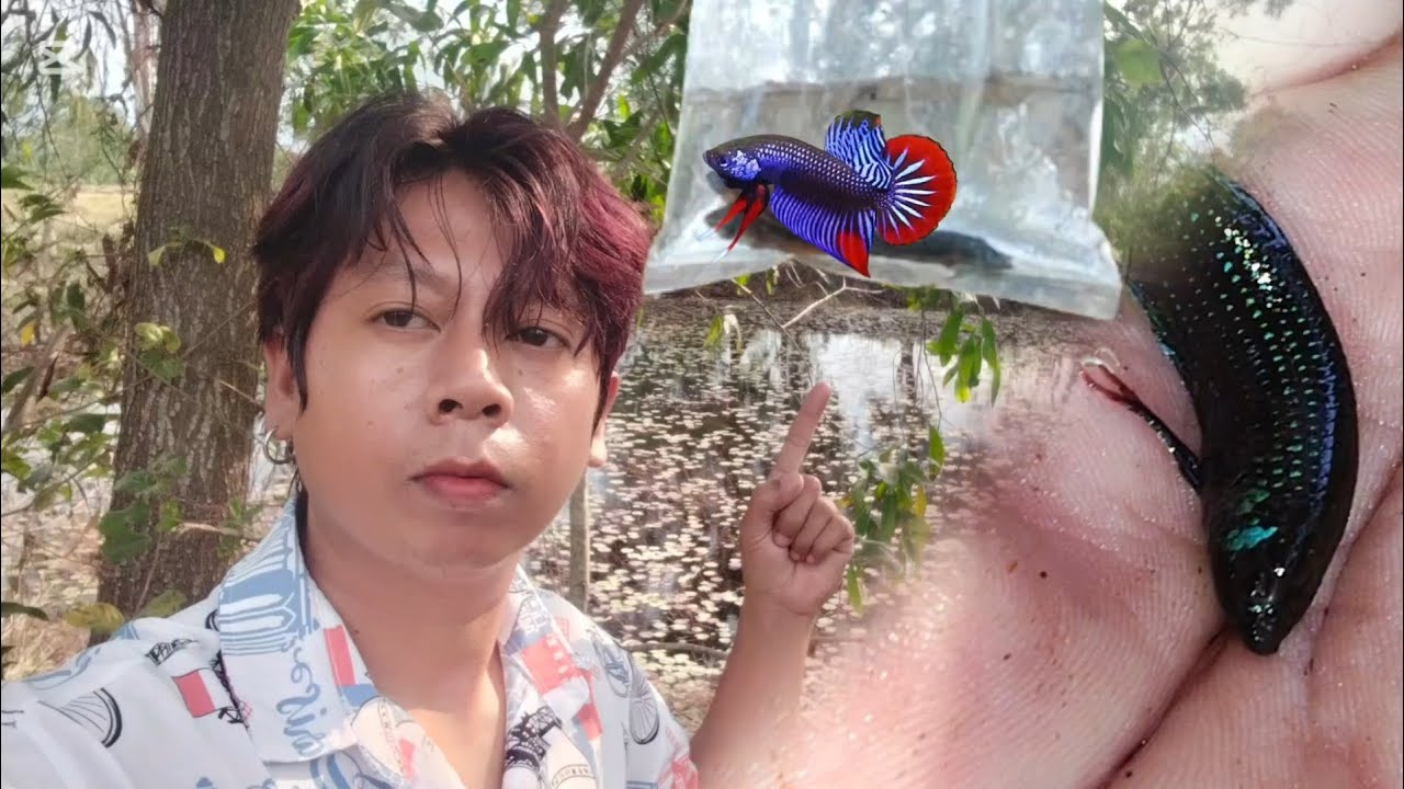 ម្តងនេះ មួយបាវ ជិត១០គ្រាប់😁 ត្រីក្រឹមព្រៃ ស្អាតៗណាស់ wild Betta imbellis in forest 