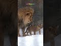 ママが見てるよ👀オリトの可愛い娘🎀旭山動物園ライオン😽Papa's Mischief#shorts #lion #cubs