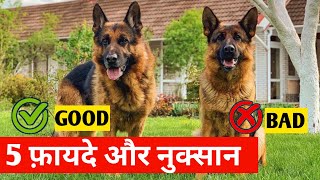 5 Benefits and Problem of German shepherd dog by At Mix 2,543 views 1 month ago 8 minutes, 9 seconds