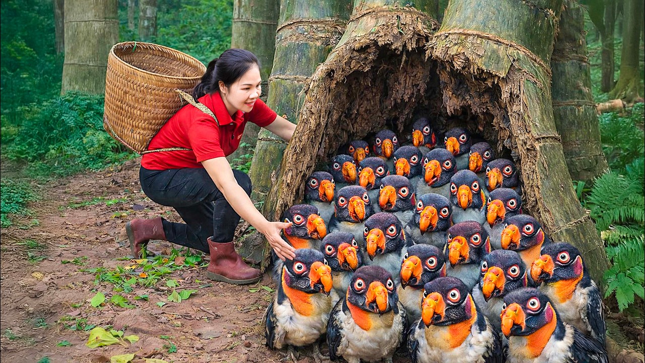 Harvesting 1000+ Prehistoric Quail & Go to Market Sell | They build their nest in rotten tree stump