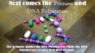 DNA replication model screenshot 5