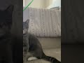 My cat likes da balloon