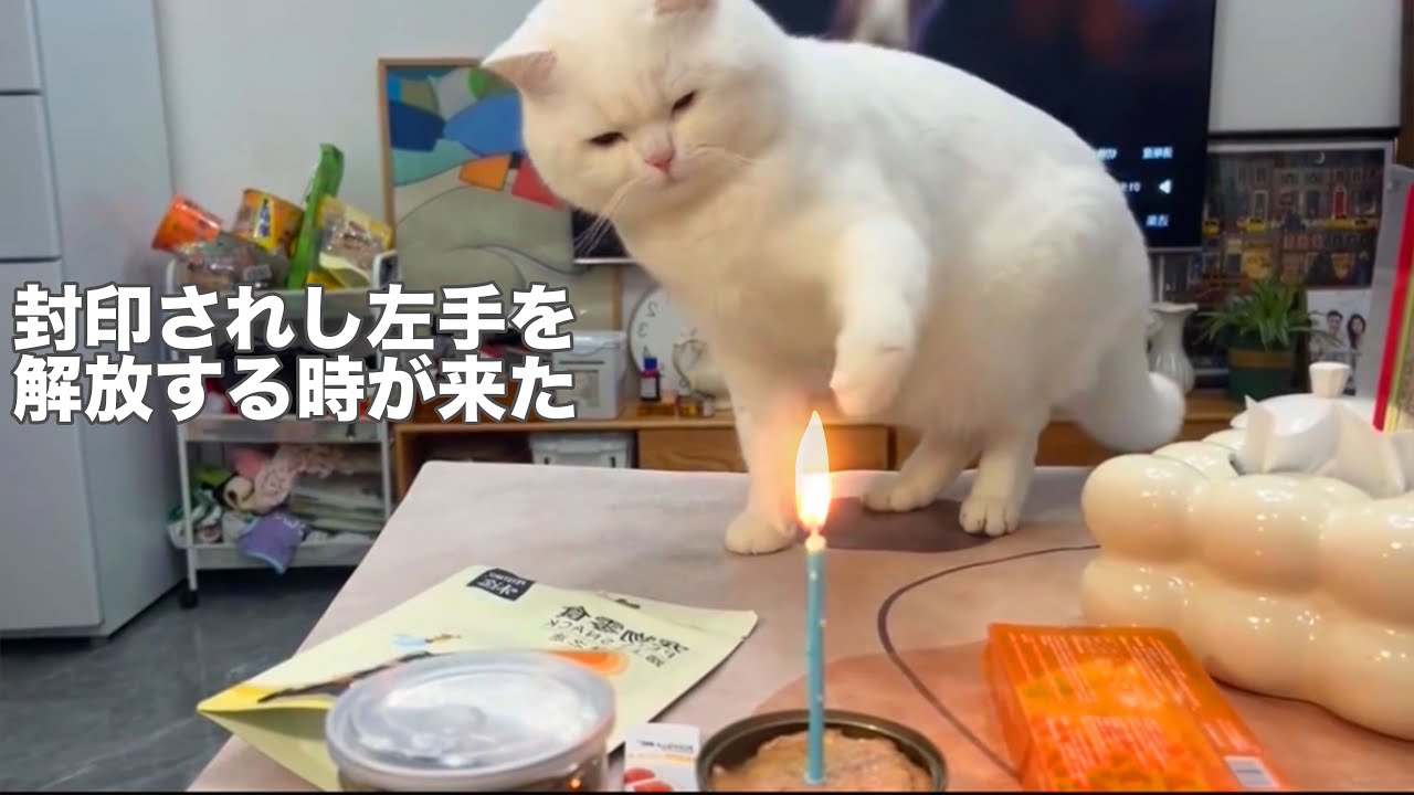 あなたに幸せ呼ぶ光の天使猫 Chuunibyou cat discovers Archangel Michael!? [Dubbing] - YouTube