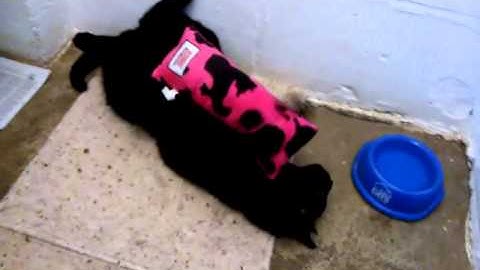 Kickeroo Fun with Amentee the 7 year old rescue cat :)