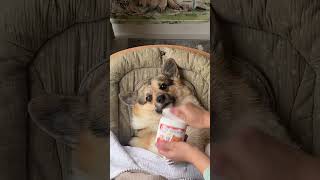 🐱— Какие планы на вечер? 🐶— Пока на чилле, на расслабоне…