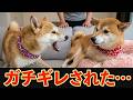 妹に激怒され、恥ずかしそうに動揺する天然な兄柴犬に笑ってしまいました。