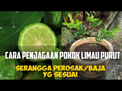 Video: Ketahui Mengapa Pokok Limau Kehilangan Daun - Cara Membaiki Keguguran Daun Pokok Limau