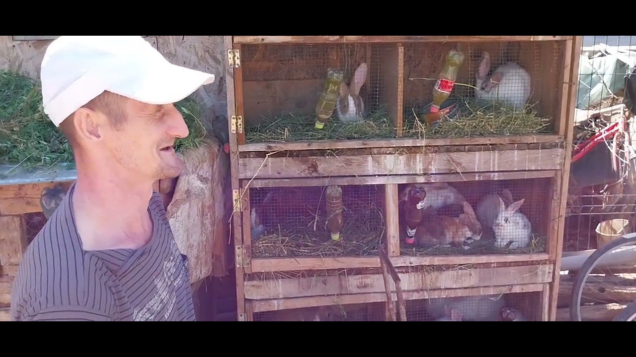 Intrebari Incomode cu Danut Trifan cu și Despre Iepuri. Răspunsuri inedite !