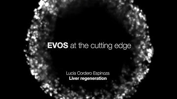 EVOS M5000 microscope at the cutting-edge research : Part-1 Liver regeneration