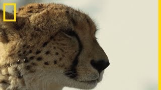 Gepárd az Okavango-deltában | Nat Geo Wild