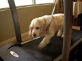 Buddy on Treadmill