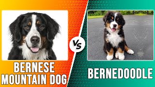 Bernese Mountain Dog vs Bernedoodle – Key Differences You Need To Know (Which One Is Best?)