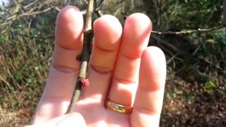 How to identify Wych Elm Flowers