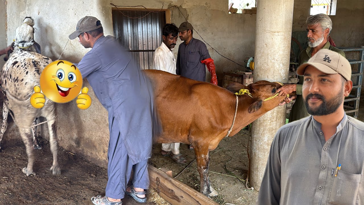 Vilayati Cross Vachi Ko Artificial Simon Rakhwa Dia 