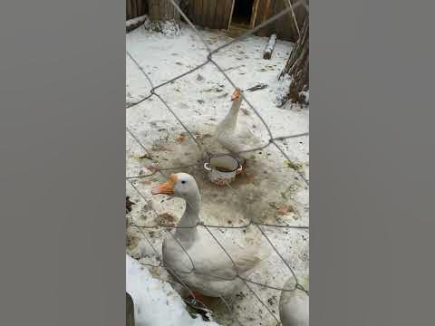 гуси - YouTube