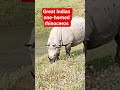 kaziranga one-horned rhinoceros #shorts #animal #unesco #@partha-13x