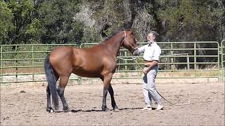 How to #train a #Wild #Mustang by The Scarpatis