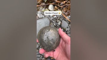 Golden Ammonite Found Amongst The Rocks