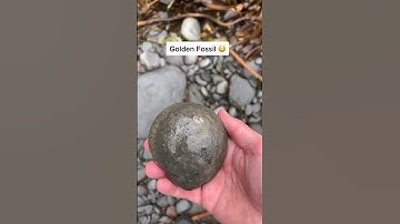 Golden Ammonite Found Amongst The Rocks