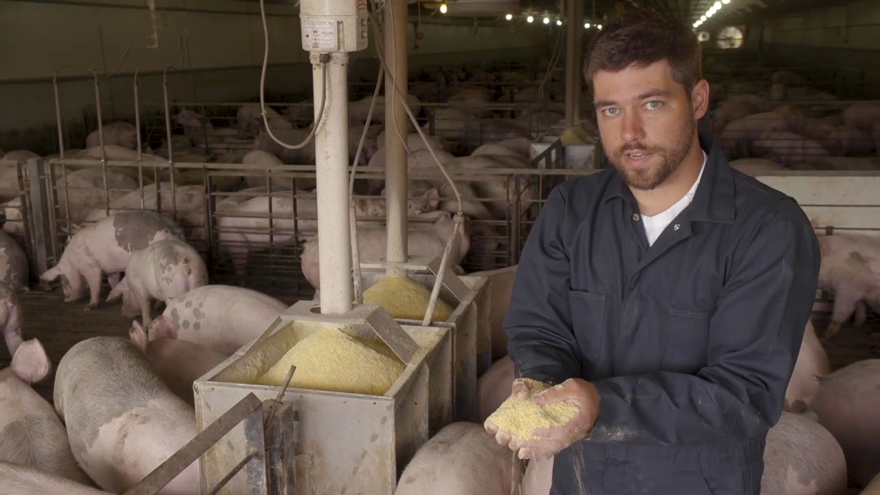 Finisher Pig Care Feed YouTube