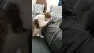 Cat Engages in Toy Quest During Playtime