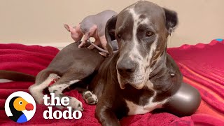 8-Pound Naked Cat Comforts His Great Dane Brother When He's Nervous! | The Dodo by The Dodo 2 weeks ago 3 minutes, 7 seconds 598,495 views