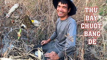 Thử Bẫy Chuột Bằng Dế Và Cái Kết