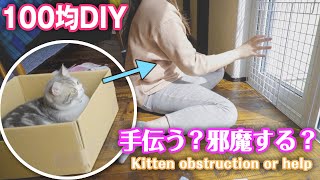 猫用フェンスをDIY中に邪魔してくる子猫 【スコティッシュフォールド】 Kitten getting in the way while making fences for cats