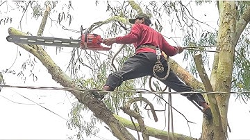 Cưa cây bạch đàn ,Cây  trâm trùm lên dây điện . Cưa cây kỷ thuật cao 