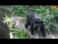 Formosan Black Bear: the most representative wildlife of Taiwan.台灣黑熊 :台灣最具代表性的野生動物 (Ultra HD 4K HDR)