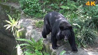 Formosan Black Bear: the most representative wildlife of Taiwan.台灣黑熊 :台灣最具代表性的野生動物 (Ultra HD 4K HDR)