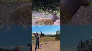 70 yard archery shot 3D Elk Target 🏹🎯 | Bow Disciples Challenge 4